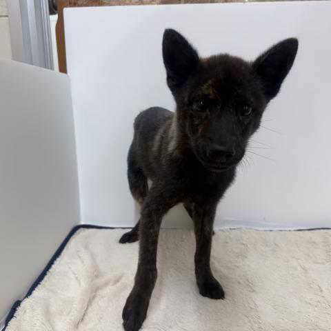 甲斐犬
