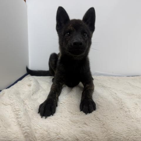 甲斐犬