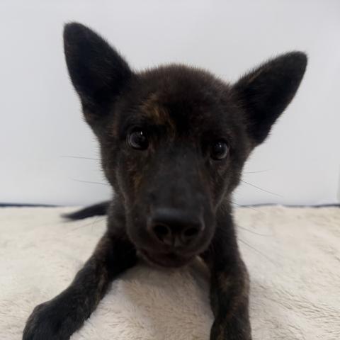 甲斐犬