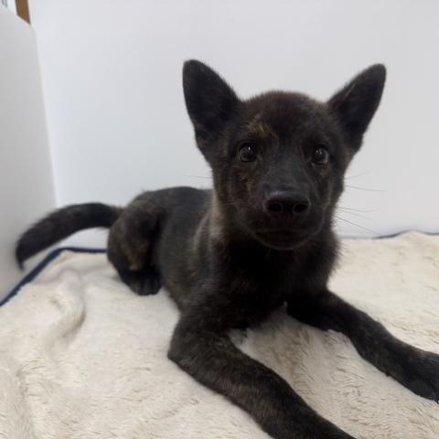 甲斐犬