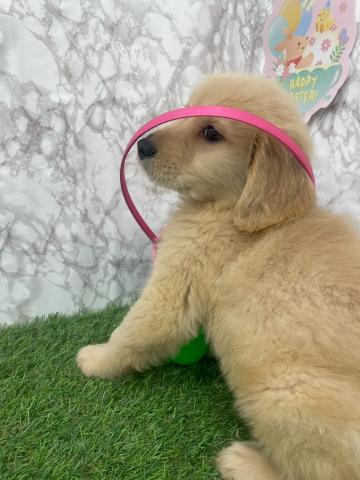 ゴールデンレトリーバー