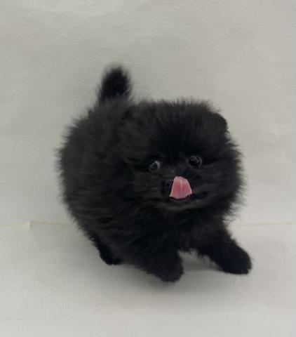 犬ハーフ(ポメラニアン×トイプードル)