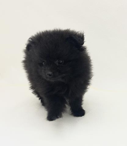 犬ハーフ(ポメラニアン×トイプードル)