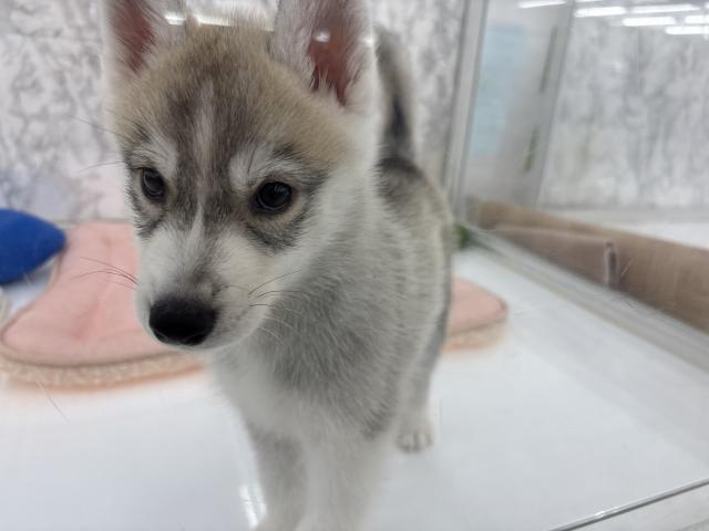 シベリアンハスキー