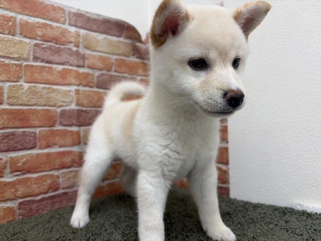 石川県の柴犬(標準サイズ) (ペットアミ 津幡店/2026年4月4日生まれ/女の子/ホワイト)の子犬の2枚目の画像