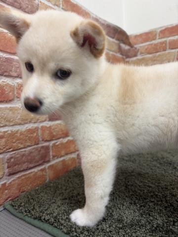 石川県の柴犬(標準サイズ) (ペットアミ 津幡店/2026年4月4日生まれ/女の子/ホワイト)の子犬の3枚目の画像