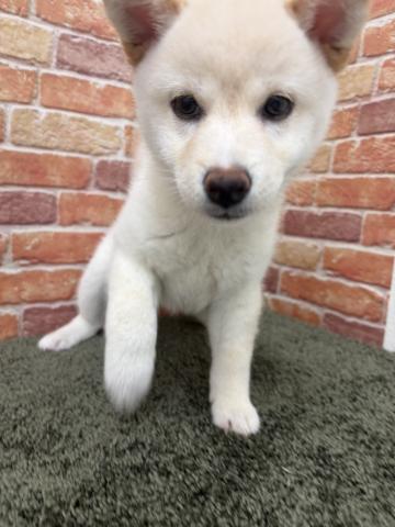 石川県の柴犬(標準サイズ) (ペットアミ 津幡店/2026年4月4日生まれ/女の子/ホワイト)の子犬の4枚目の画像