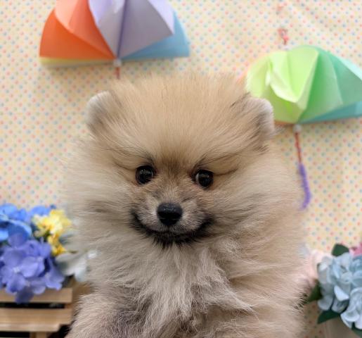 ポメラニアン