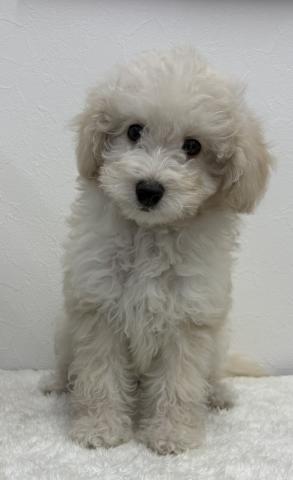 和歌山県のトイプードル(トイ) (ペットアミ 那賀店/2026年3月14日生まれ/女の子/クリーム)の子犬の2枚目の画像