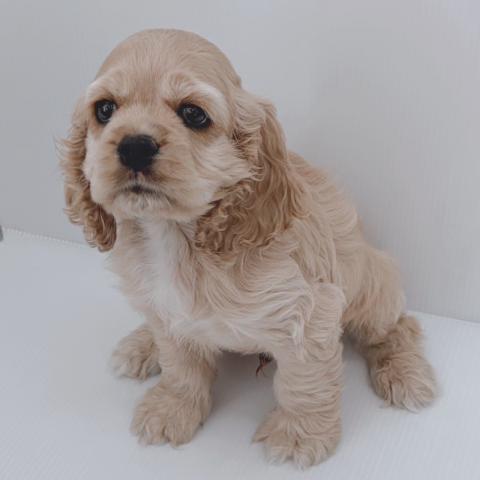 新潟県のアメリカンコッカースパニエル (ペットアミ 新津店/2026年2月10日生まれ/男の子/バフ)の子犬の1枚目の画像