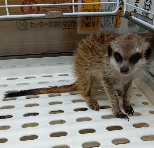 ミーアキャット