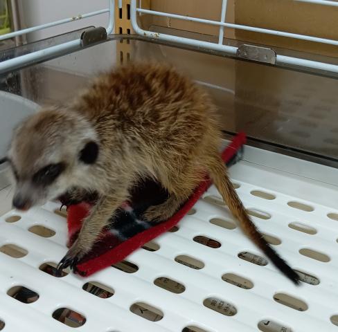 ミーアキャット