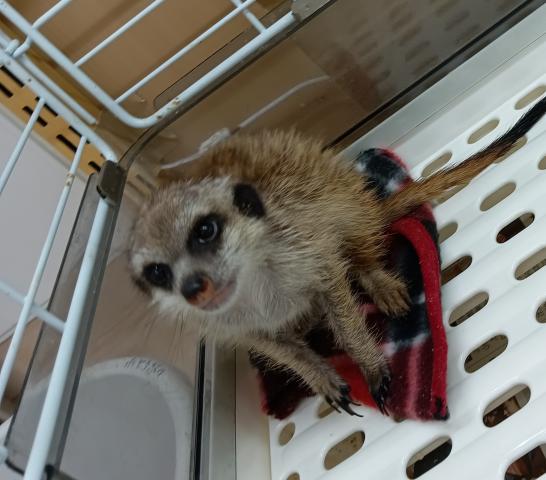 ミーアキャット