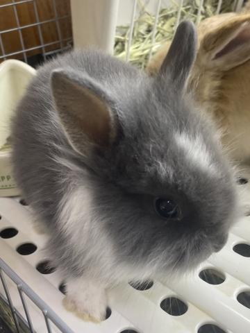 ライオンラビット