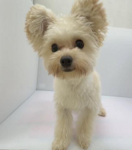 千葉県のハーフ犬・ミックス犬 (ペットアミ 館山店/2025年11月5日生まれ/男の子/アプリコット)の子犬の1枚目の画像