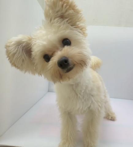 千葉県のハーフ犬・ミックス犬 (ペットアミ 館山店/2025年11月5日生まれ/男の子/アプリコット)の子犬の2枚目の画像