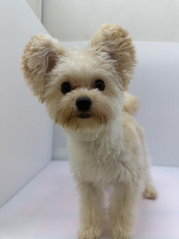 千葉県のハーフ犬・ミックス犬 (ペットアミ 館山店/2025年11月5日生まれ/男の子/アプリコット)の子犬の3枚目の画像