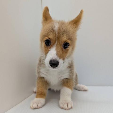ウェルシュコーギーペンブローク子犬