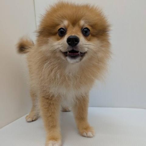ポメラニアン子犬