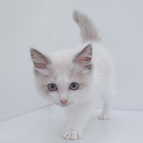 新潟県のラグドール (ペットアミ 新津店/2026年4月17日生まれ/男の子/ブルーポイントバイカラー)の子猫の2枚目の画像