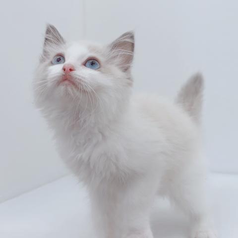 新潟県のラグドール (ペットアミ 新津店/2026年4月17日生まれ/男の子/ブルーポイントバイカラー)の子猫の4枚目の画像