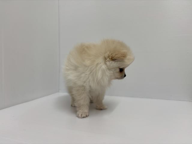 新潟県のポメラニアン (ペットアミ 加茂店/2026年3月28日生まれ/男の子/クリーム)の子犬の3枚目の画像