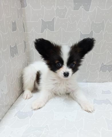 富山県のパピヨン (ペットアミ宮野店/2026年4月11日生まれ/男の子/ホワイトブラウン)の子犬の1枚目の画像