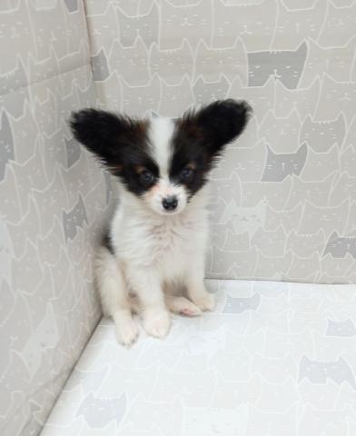 富山県のパピヨン (ペットアミ宮野店/2026年4月11日生まれ/男の子/ホワイトブラウン)の子犬の2枚目の画像