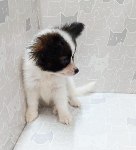 富山県のパピヨン (ペットアミ宮野店/2026年4月11日生まれ/男の子/ホワイトブラウン)の子犬の3枚目の画像