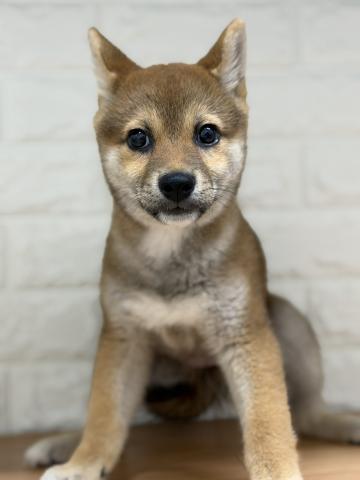 柴犬
