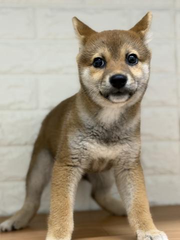 柴犬