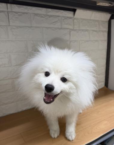 ポメラニアン