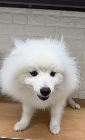 ポメラニアン
