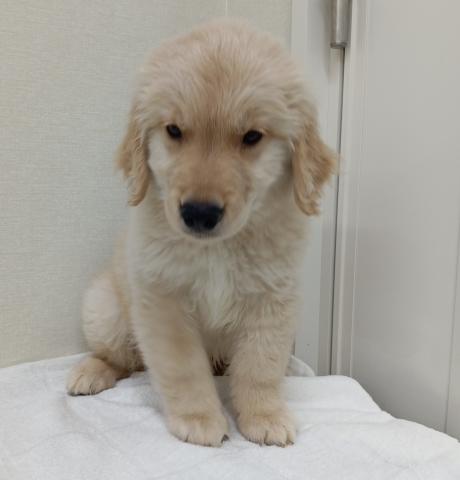 富山県のゴールデンレトリバー (ペットアミ宮野店/2026年4月6日生まれ/男の子/ゴールデン)の子犬の1枚目の画像