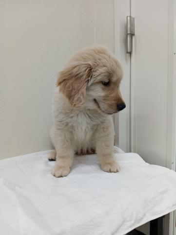 富山県のゴールデンレトリバー (ペットアミ宮野店/2026年4月6日生まれ/男の子/ゴールデン)の子犬の2枚目の画像