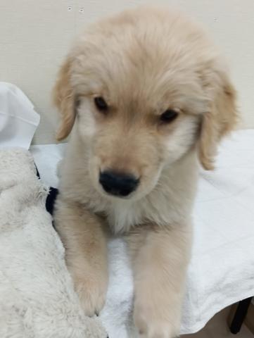 富山県のゴールデンレトリバー (ペットアミ宮野店/2026年4月6日生まれ/男の子/ゴールデン)の子犬の3枚目の画像