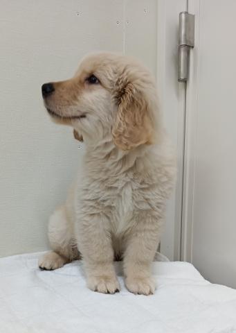 富山県のゴールデンレトリバー (ペットアミ宮野店/2026年4月6日生まれ/男の子/ゴールデン)の子犬の4枚目の画像