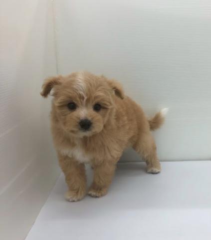 秋田県のハーフ犬・ミックス犬 (ペットアミ 本荘インター店/2026年6月12日生まれ/女の子/クリーム)の子犬の2枚目の画像