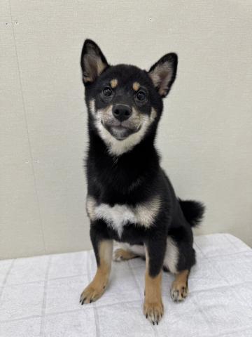 富山県の柴犬(標準サイズ) (ペットアミ宮野店/2026年1月8日生まれ/女の子/ブラック)の子犬の1枚目の画像