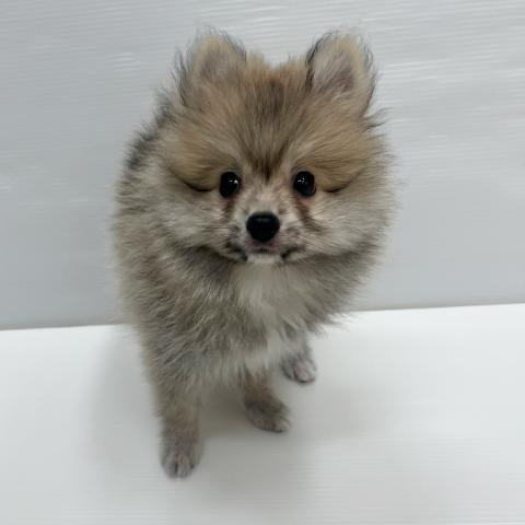 ポメラニアン