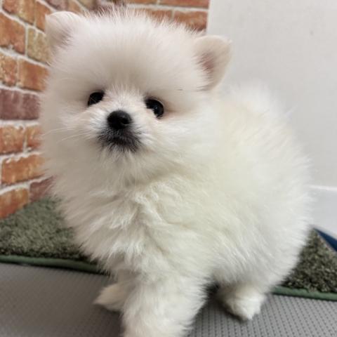 ポメラニアン