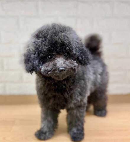 新潟県のトイプードル(トイ) (ペットアミ 小千谷店/2026年3月27日生まれ/男の子/シルバー)の子犬の3枚目の画像
