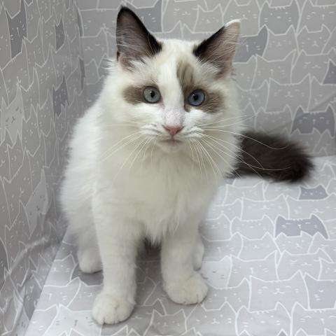 富山県のラグドール (ペットアミ宮野店/2026年2月21日生まれ/男の子/シルバーポイントバイカラー)の子猫の1枚目の画像