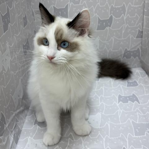 富山県のラグドール (ペットアミ宮野店/2026年2月21日生まれ/男の子/シルバーポイントバイカラー)の子猫の2枚目の画像