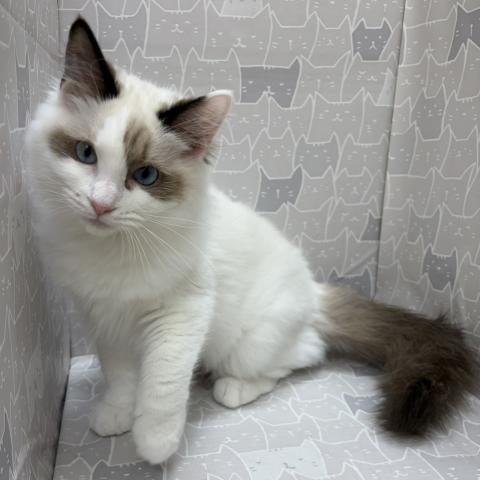 富山県のラグドール (ペットアミ宮野店/2026年2月21日生まれ/男の子/シルバーポイントバイカラー)の子猫の3枚目の画像