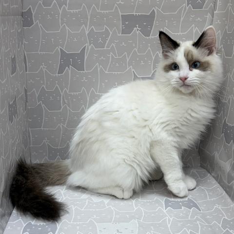 富山県のラグドール (ペットアミ宮野店/2026年2月21日生まれ/男の子/シルバーポイントバイカラー)の子猫の4枚目の画像