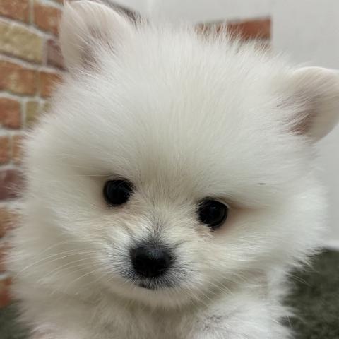 石川県のポメラニアン (ペットアミ 津幡店/2026年4月25日生まれ/男の子/クリーム)の子犬の3枚目の画像