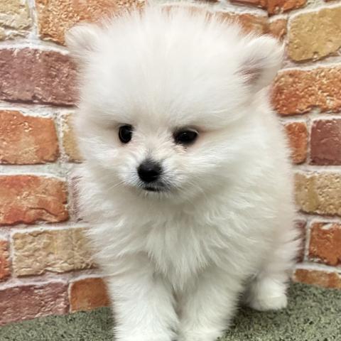 石川県のポメラニアン (ペットアミ 津幡店/2026年4月25日生まれ/男の子/クリーム)の子犬の4枚目の画像