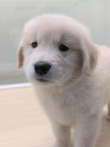 ゴールデンレトリーバー