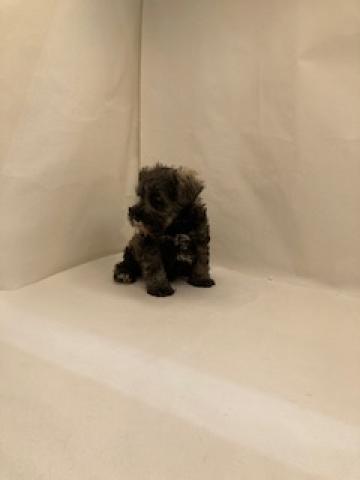 ミニチュアシュナウザー